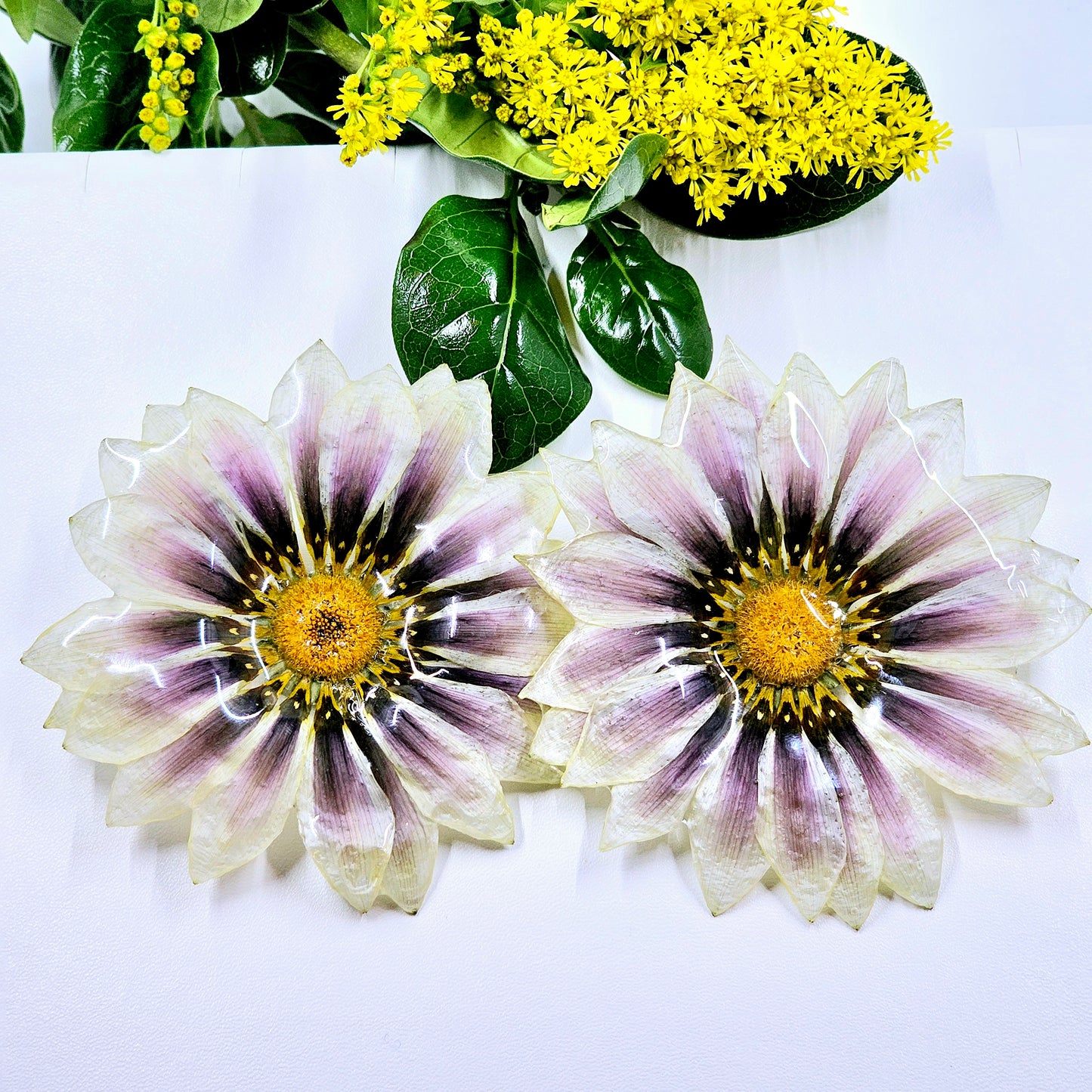 Gazania Stud Earrings