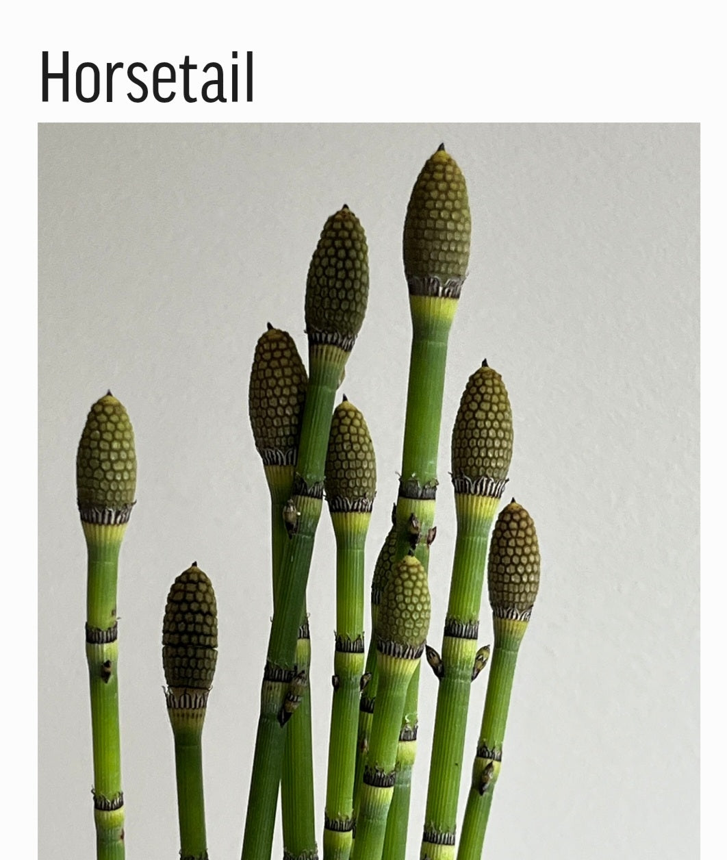 Peony and Horsetail Hair Sticks